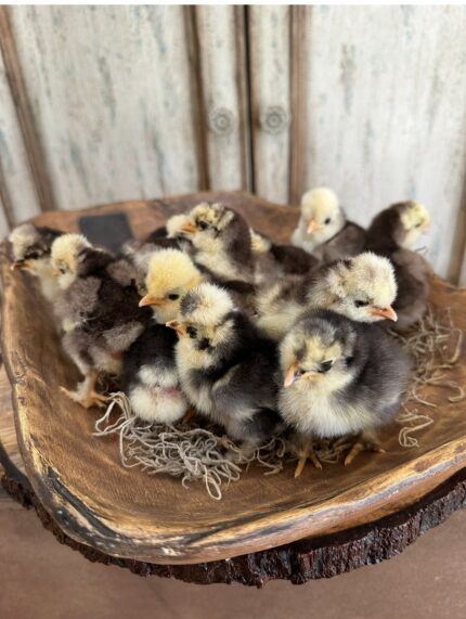 6 chocolate and black mottled vaccinated chicks: Silkies bantam Assortments.