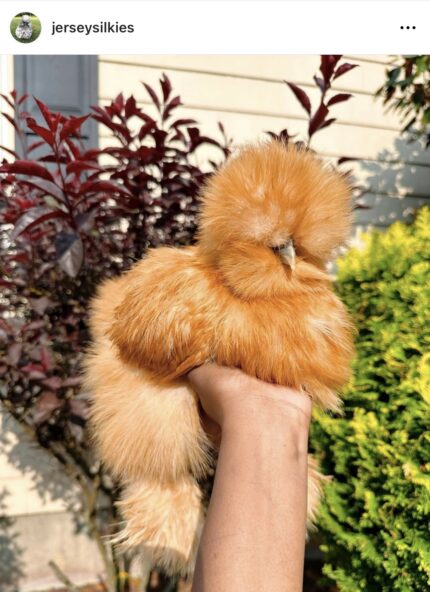 14 breaded crested show quality buff silkies chicken hatching eggs.