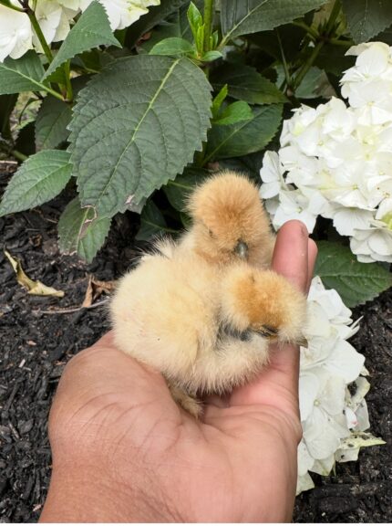 6 buff silkies chicks vaccinated chicks: Silkies bantam Assortments. (Copy)