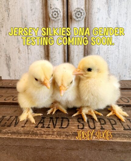 DNA BIRD TESTING
