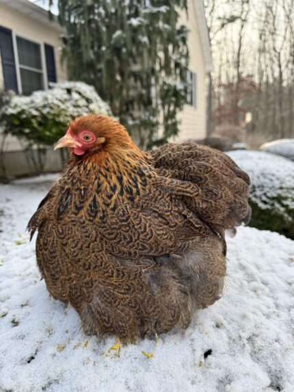 Partridge Cochins Bantams
