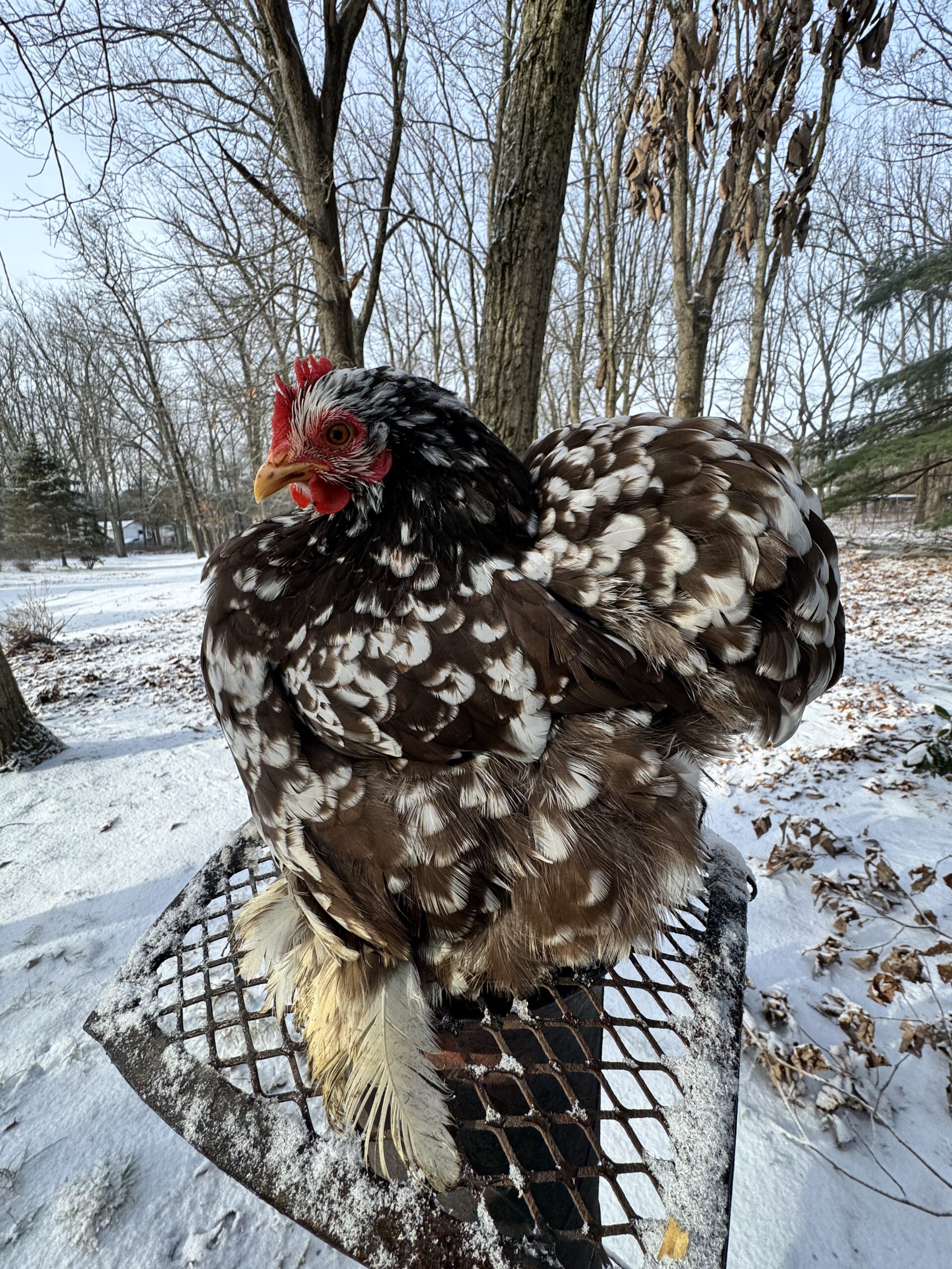 Mottled Cochins Bantams - Image 2