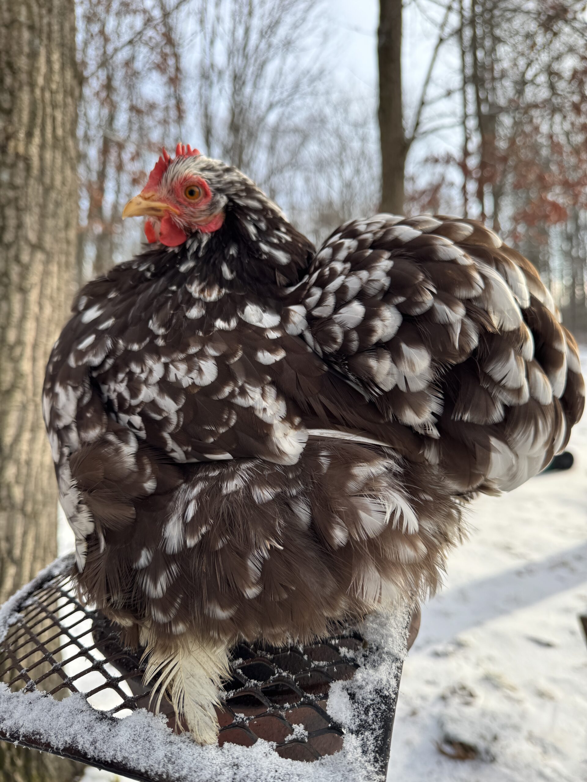 Mottled Cochins Bantams - Image 3