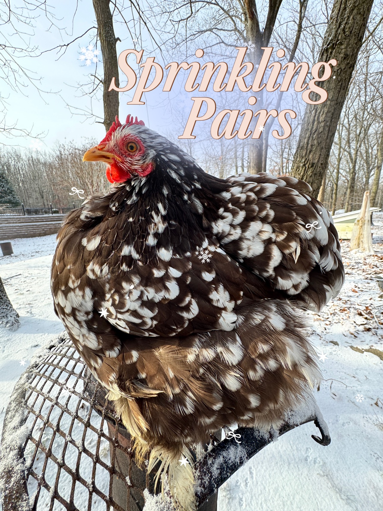 Mottled Cochins Bantams
